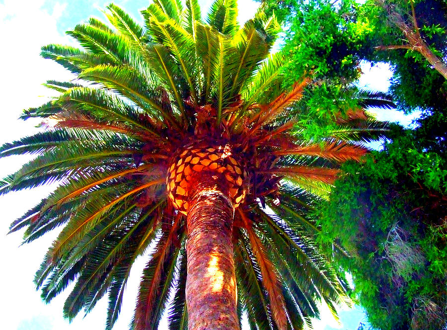 Love Under the Palm in San Diego Photograph by Angela Annas