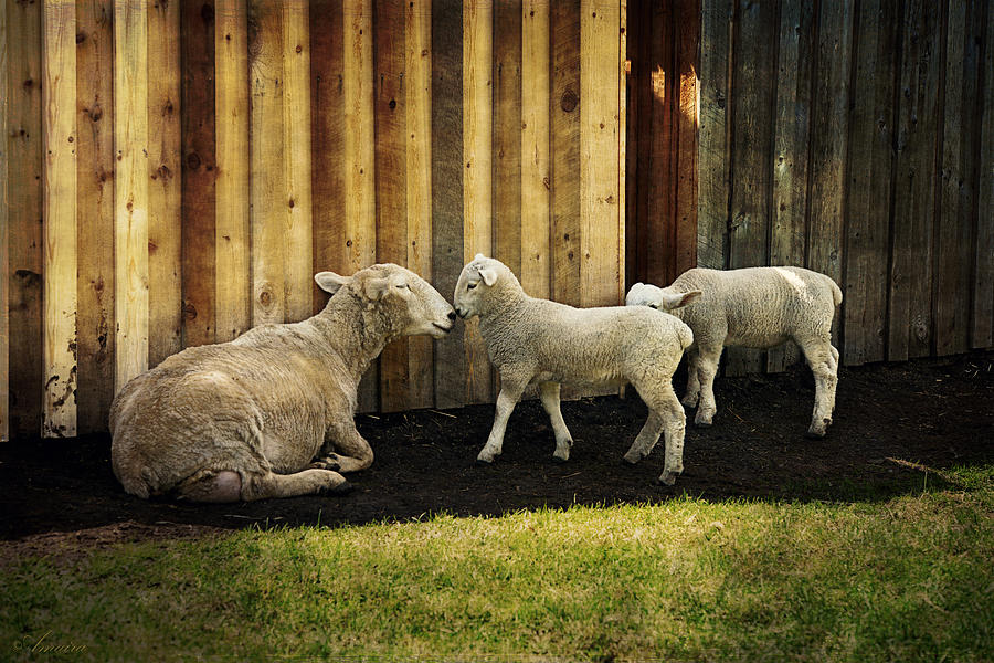 Sheep Photograph - Love You Mom by Maria Angelica Maira