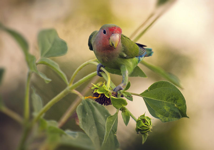 Lovebird Photograph - Lovebird on  Sunflower Branch  by Saija Lehtonen