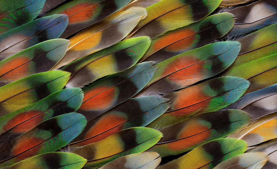Lovebird Photograph - Lovebird Tail Feather Pattern And Design by Darrell Gulin