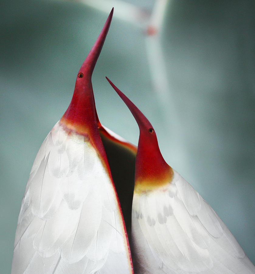 Nature Digital Art - Lovebirds by Crista Smyth