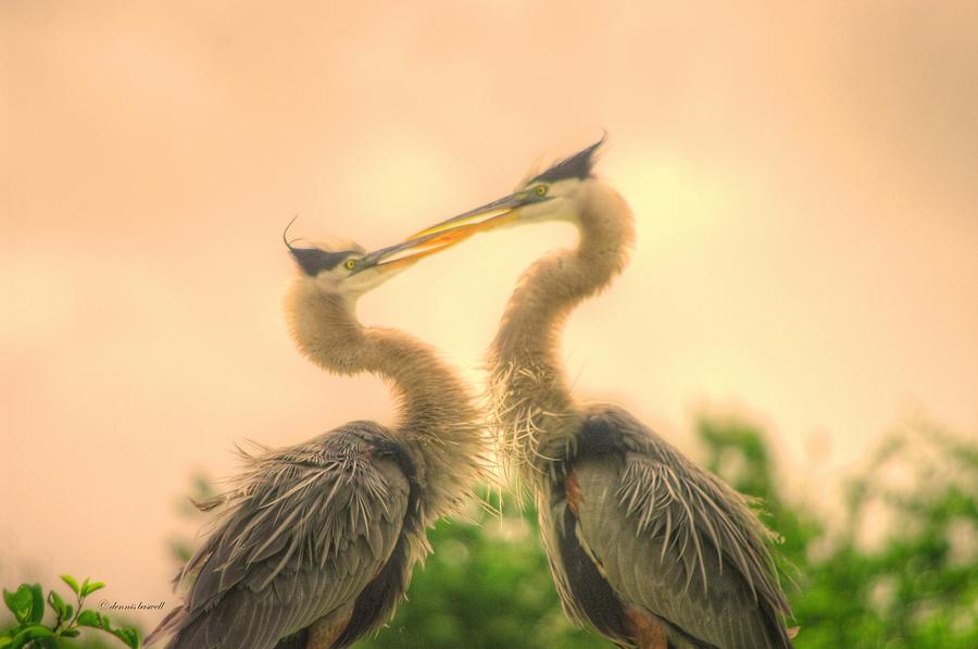 Lovebirds  Photograph by Dennis Baswell
