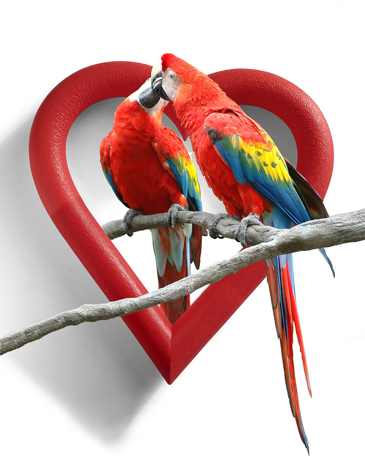 Parrot Photograph - Lovebirds by Edwin Verin