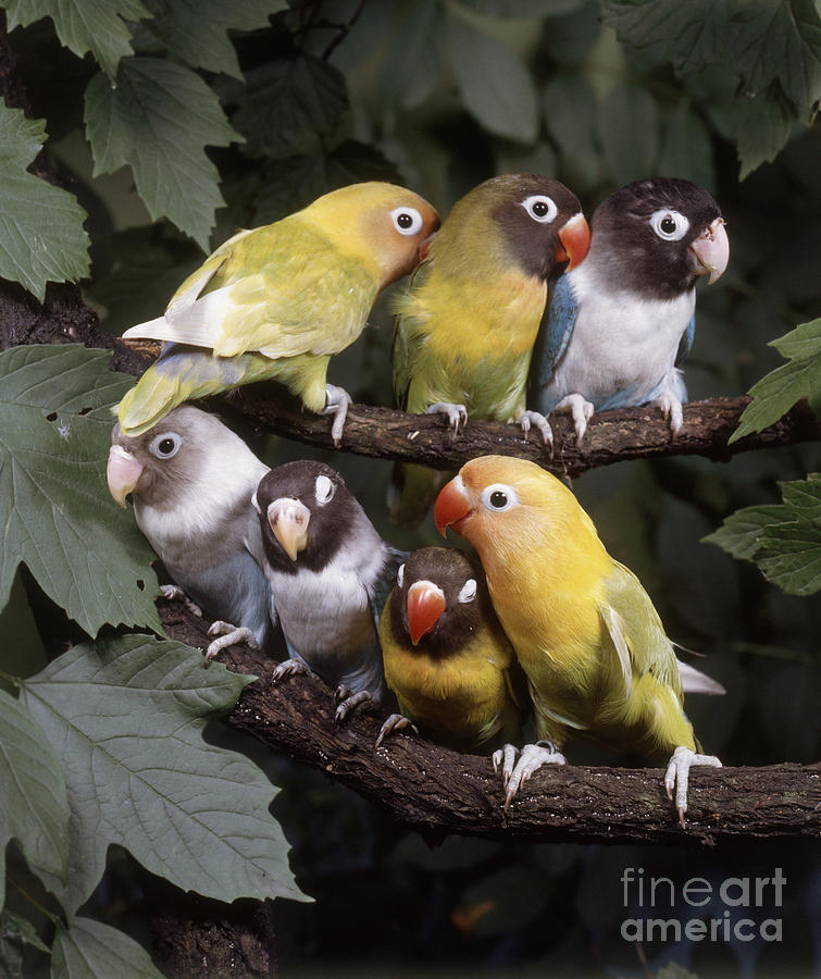 Lovebirds Photograph by Hans Reinhard