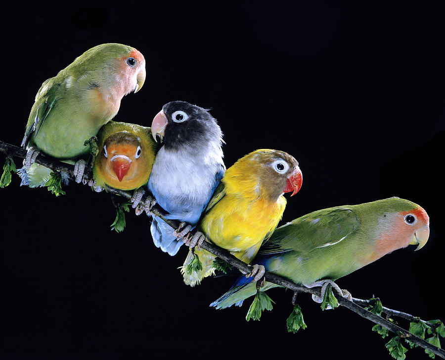 Lovebird Photograph - Lovebirds by Jean-Michel Labat