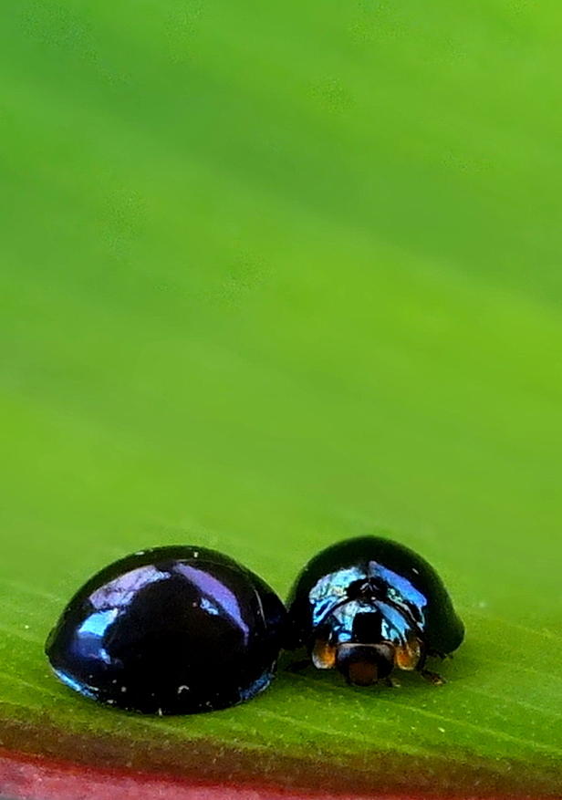 Lovebugs Photograph by Guy Pettingell