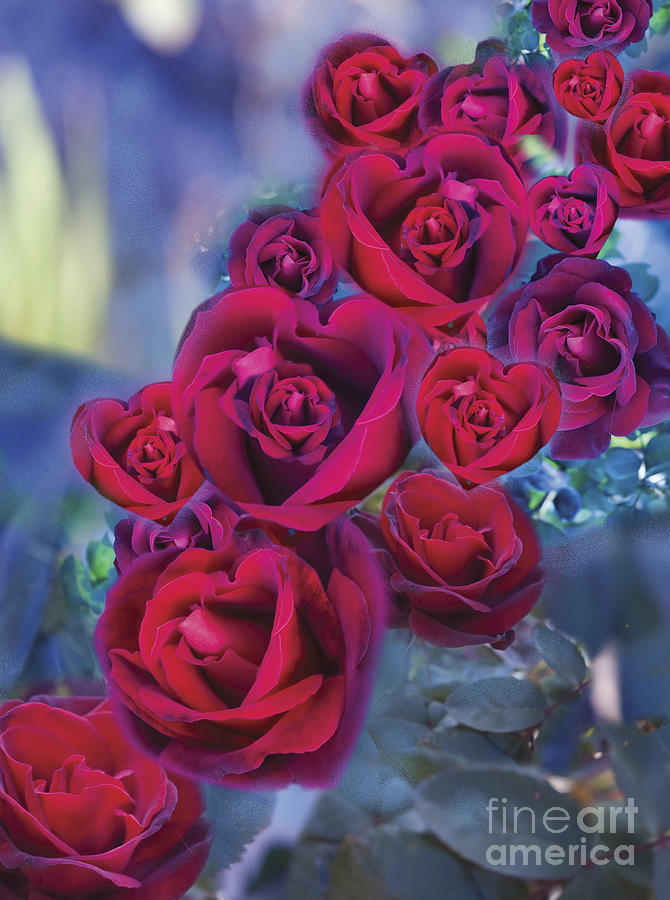 Abstract Digital Art - LoveFlower Roses by MGL Meiklejohn Graphics Licensing