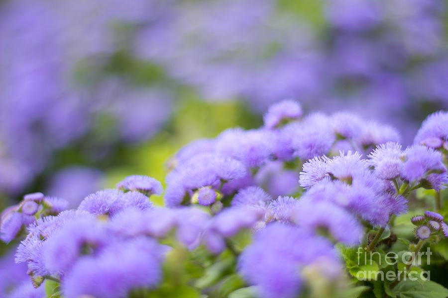Flowers Still Life Photograph - Lovely Blue Mink with Lavender Tones in Soft Focus by Beverly Claire Kaiya