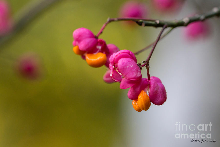 Lovely colors - European spindle flower seeds Photograph by Jivko Nakev