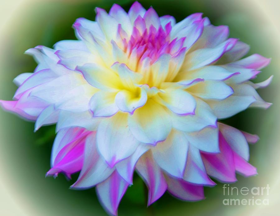 Flower Photograph - Lovely Dahlia by Kathleen Struckle