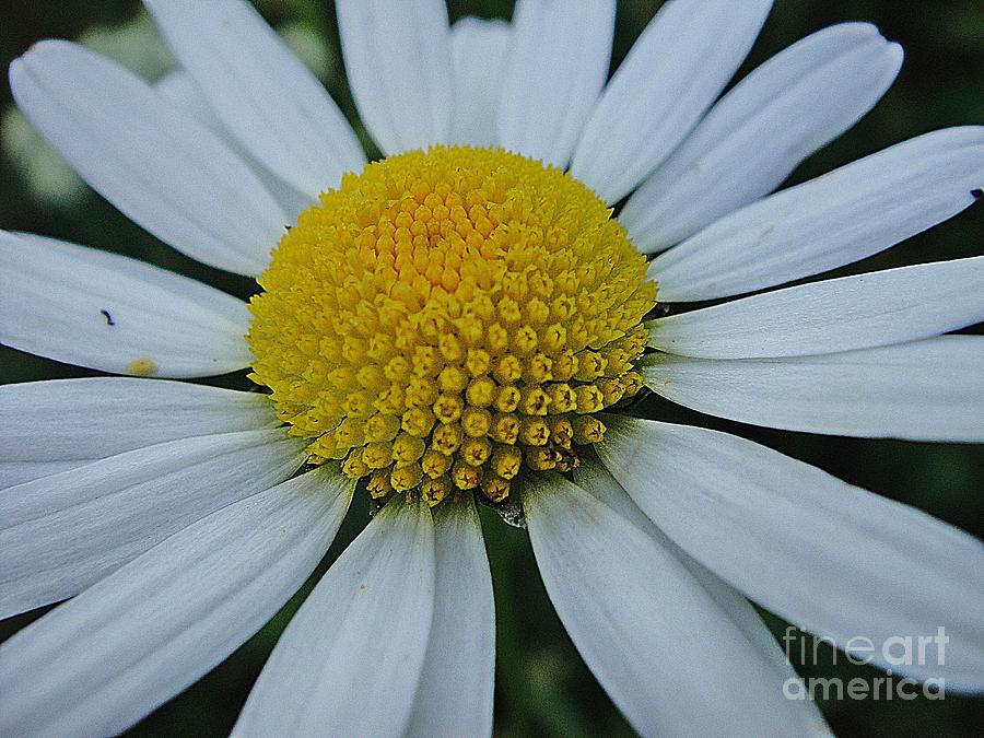 Lovely flower in white and yellow Photograph by Karin Ravasio