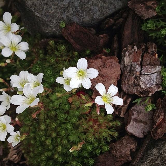 Lovely Ground Cover And Moss Photograph by Rita Frederick