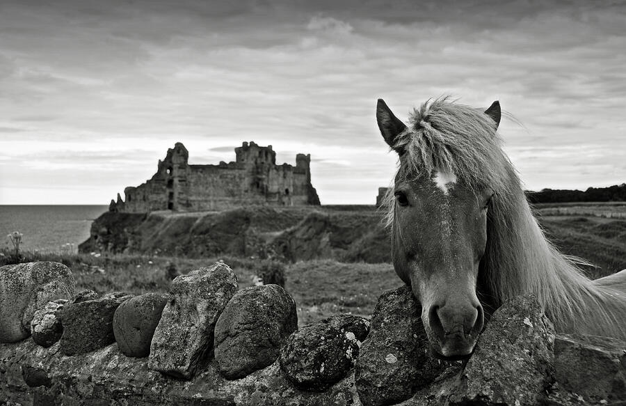Castle Photograph - Lovely horse and Tantallon Castle by RicardMN Photography