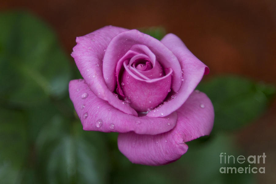 Rose Photograph - Lovely in Lavender by Michael Waters