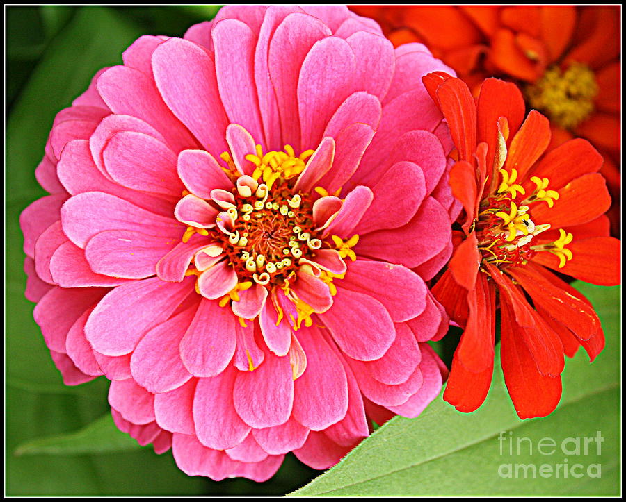 Nature Photograph - Lovely in Pink and Red - Zinnias by Dora Sofia Caputo