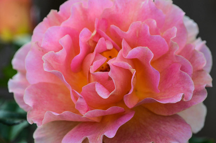 Lovely In Pink Photograph by Mary Hahn Ward