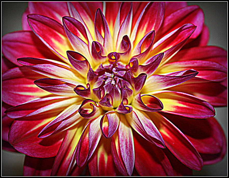 Lovely in Purple and Red - Dahlia Photograph by Dora Sofia Caputo