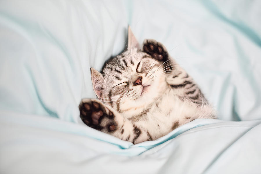 Lovely kitten on sleeping Photograph by Waitforlight