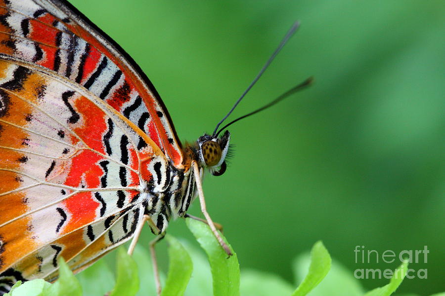 Lovely lacewing butterfly Photograph by Ruth Jolly