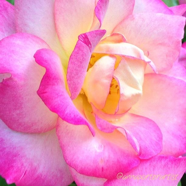 Rose Photograph - Lovely Lady Diana Rose by Anna Porter