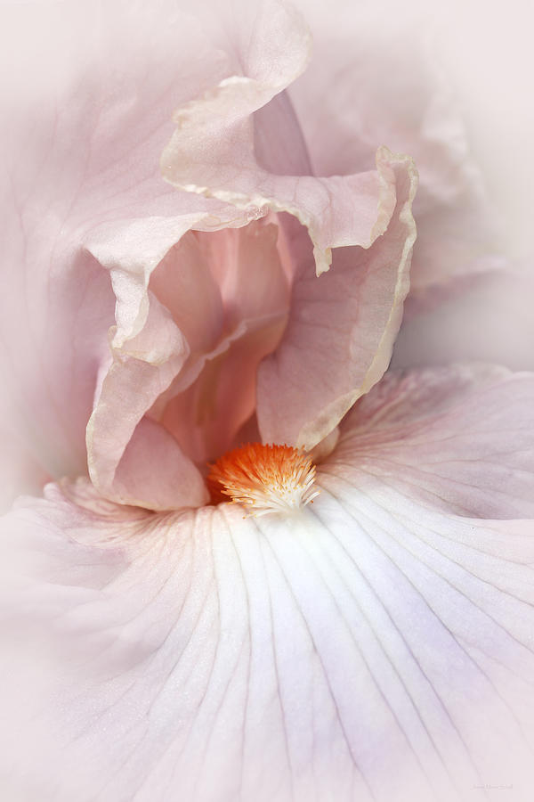 Nature Photograph - Lovely Lady Iris Flower by Jennie Marie Schell