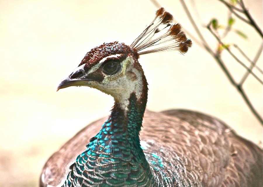 Lovely Lady Peahen Photograph by Jeanne Juhos