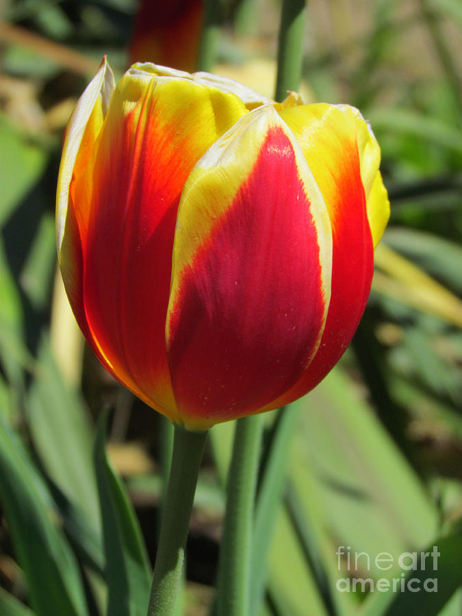 Lovely Lady Tulip Photograph by Elizabeth Dow