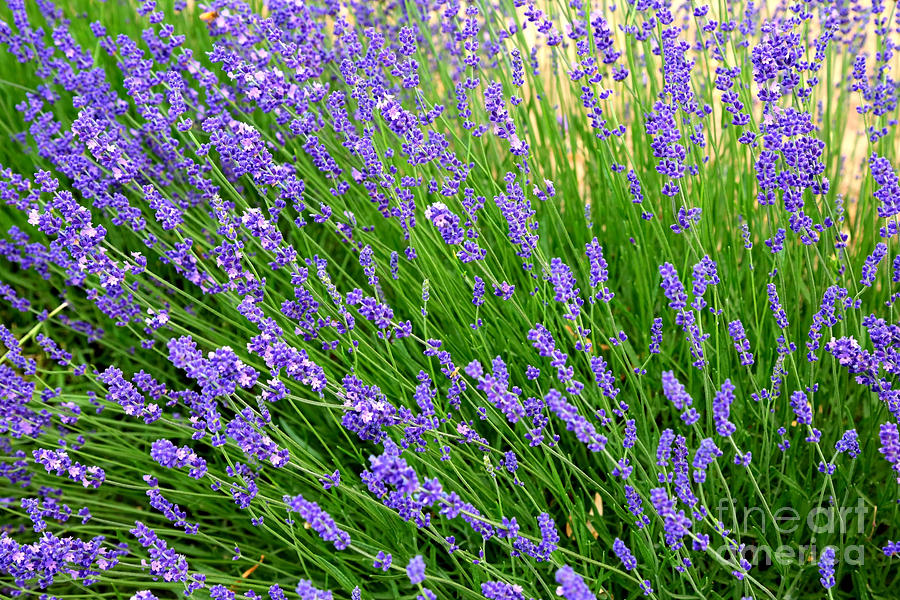 Lovely Lavender Photograph by Carol Groenen