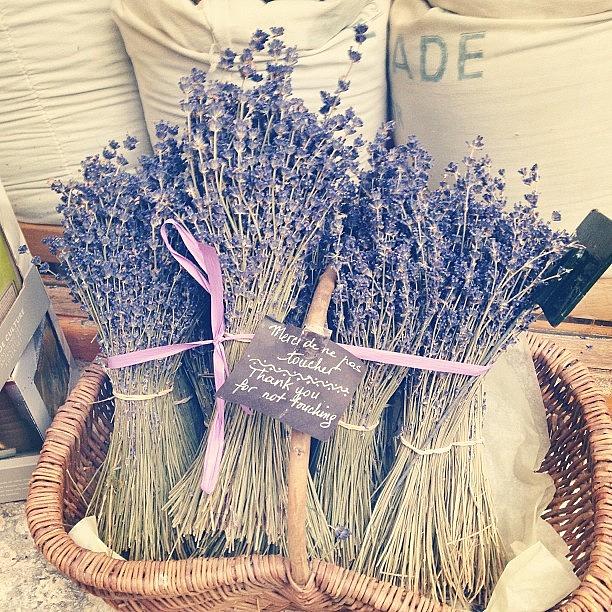 Lavender Photograph - Lovely #lavender by Kate Thomas