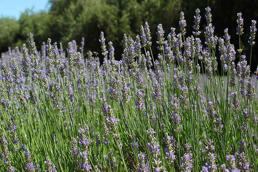 Lovely Lavender Photograph by Leigh Meredith