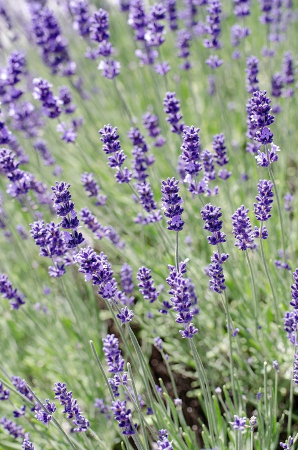 Lovely lavender Photograph by Teri Schuster