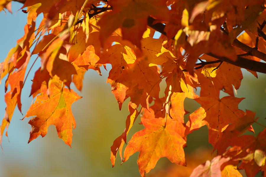 Lovely Leaves 2 Photograph by Barbara Stellwagen - Fine Art America