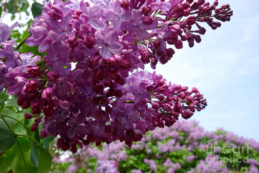 Lovely Lilacs  Photograph by Jacqueline Athmann