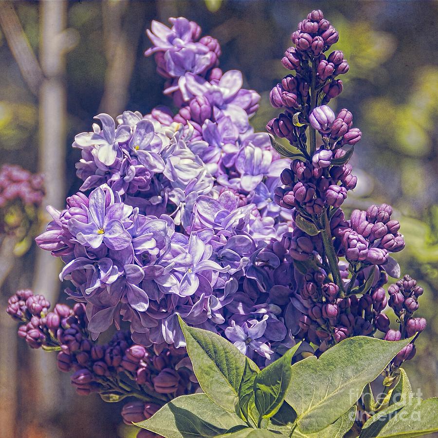 Lovely Lilacs Photograph by Peggy Hughes