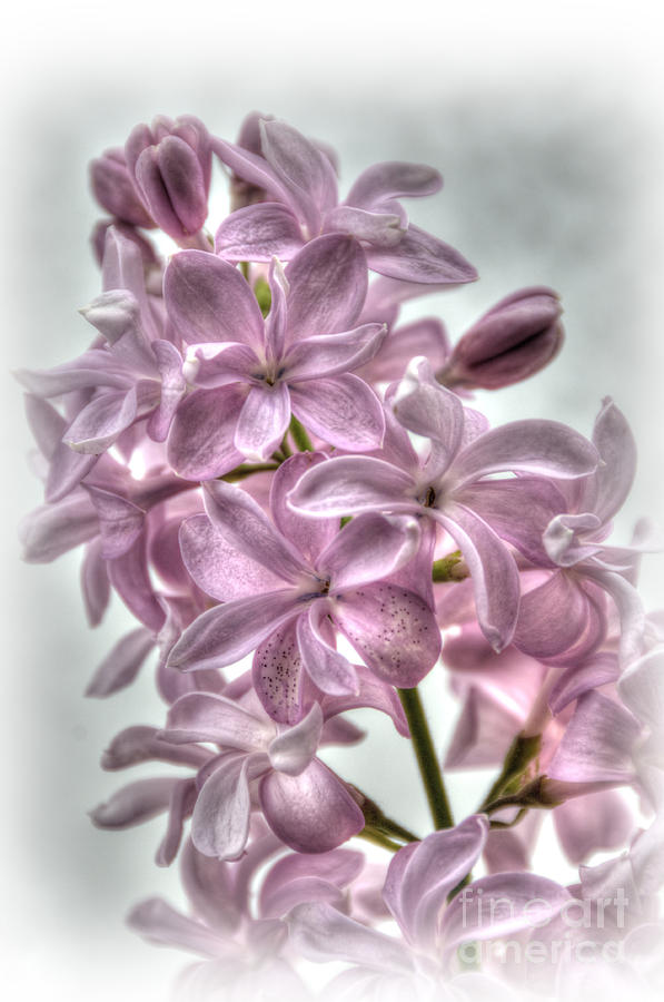 Lovely Lilacs Photograph by Sarah Schroder