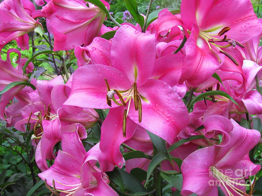 Lovely Lilies Photograph By Elizabeth Dow - Fine Art America