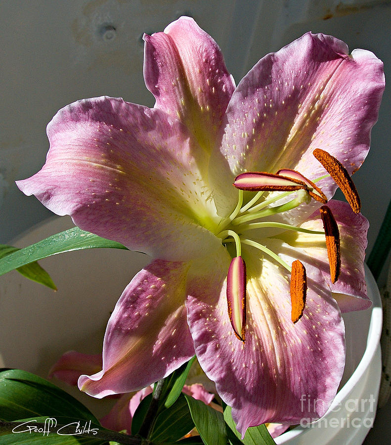 Lovely Lilium - Up close. Photograph by Geoff Childs