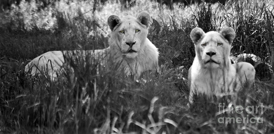 Black And White Photograph - Lovely Lions by Elaine Mikkelstrup