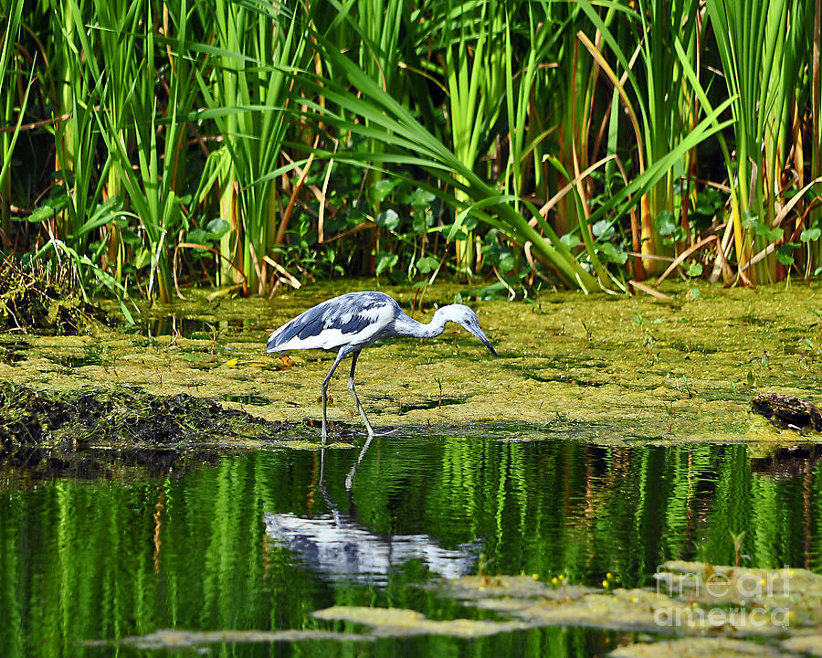 Heron Photograph - Lovely Little Blue by Al Powell Photography USA