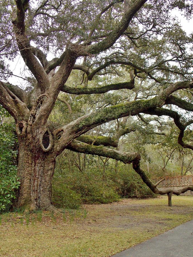 Nature Photograph - Lovely Live Oak by Stacy Sikes