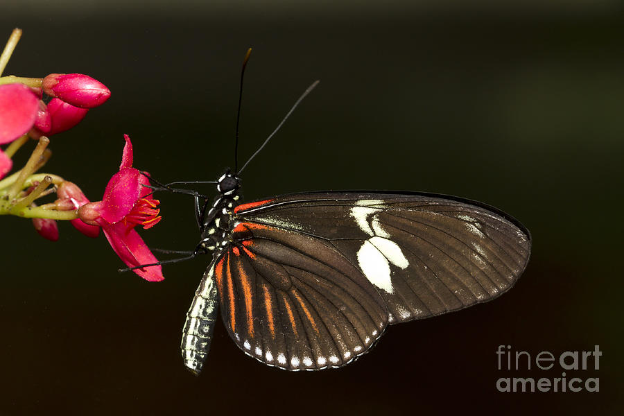 Lovely Longwing Photograph by Bryan Keil