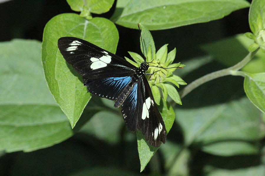 Butterfly Photograph - Lovely Longwing Butterfly by Rosanne Jordan