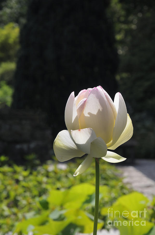 Lovely Lotus Flower Photograph by Brenda Kean