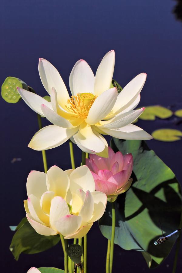 Lovely Lotus Photograph by Katherine White
