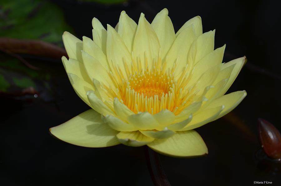 Lovely Lotus Photograph by Maria Urso
