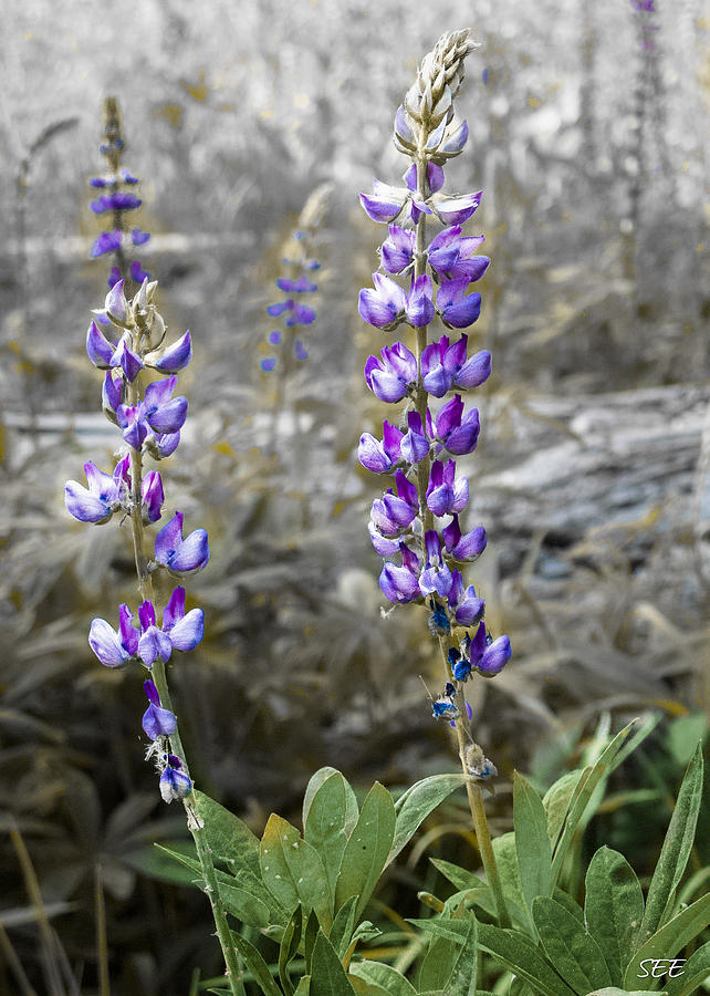 Lovely Lupines Photograph by Susan Eileen Evans