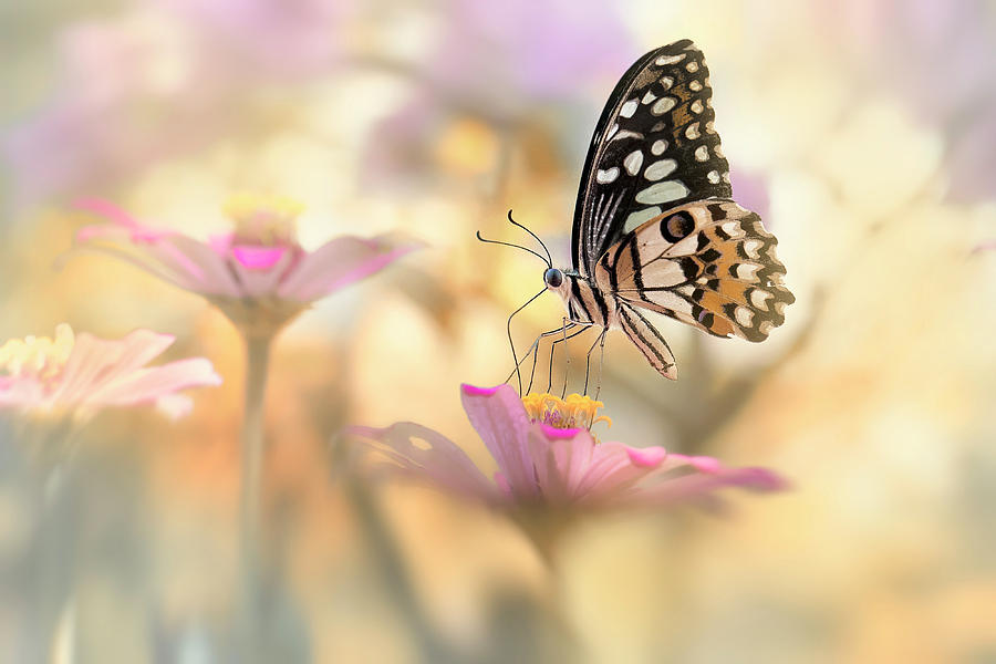 Butterfly Photograph - Lovely Morning Dance by Fauzan Maududdin
