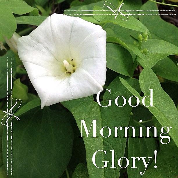 Summer Photograph - Lovely #morningglory #blooming Today by Teresa Mucha