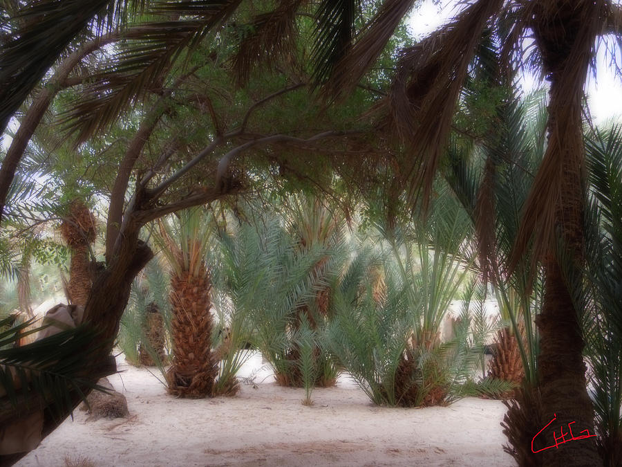 Lovely Oase Desert Camp Sinai Egypt Photograph by Colette V Hera Guggenheim