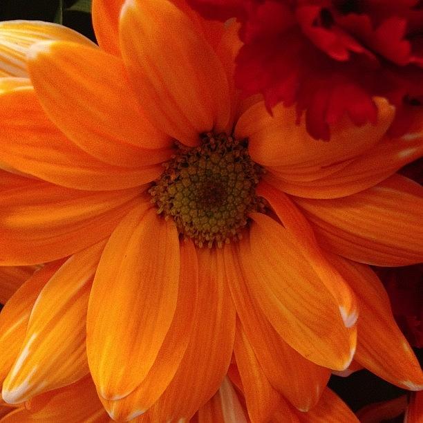 Macro Photograph - Lovely Orange Flower by Rita Frederick